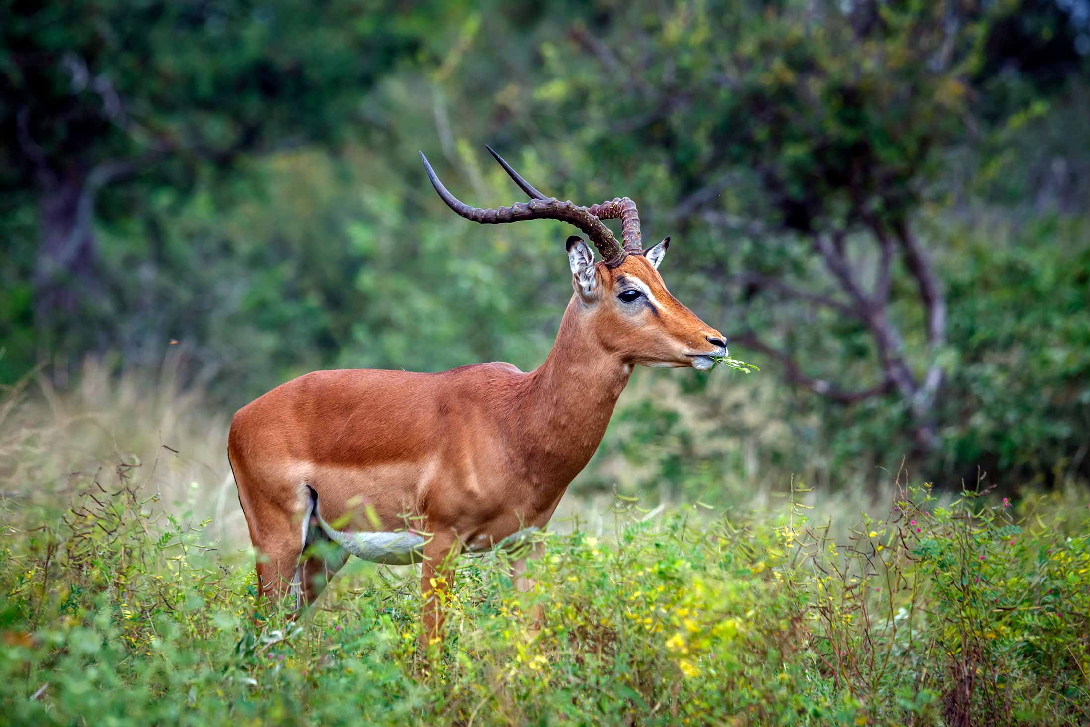 African Impala Impala Wikipedia African Impala Impala Wikipedia