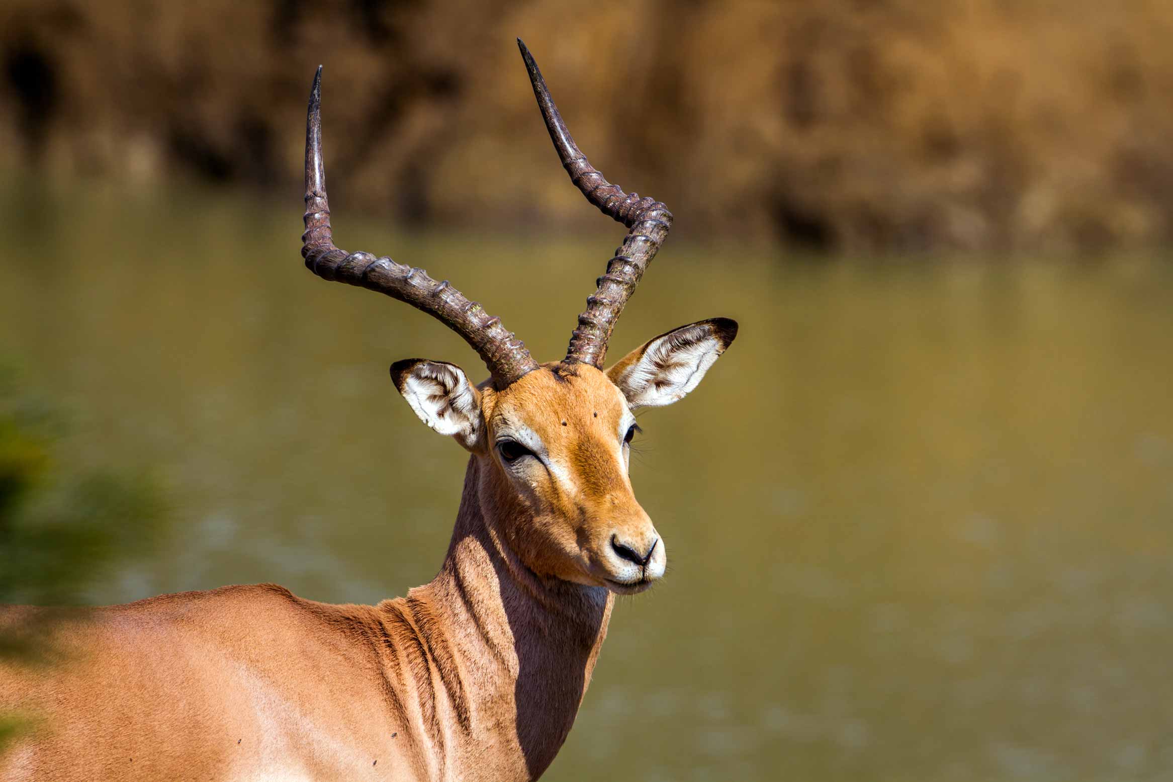 Impala