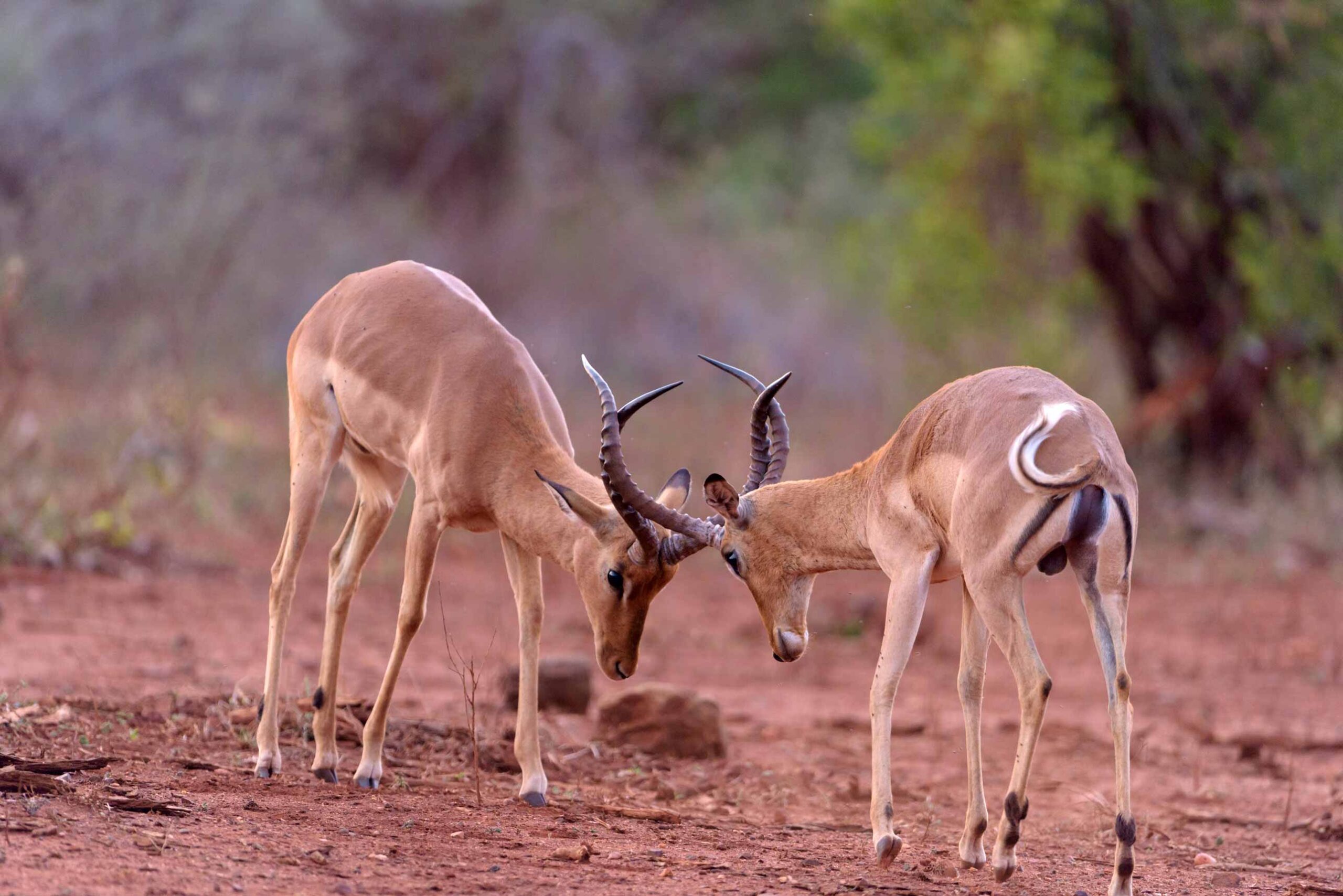 Impala