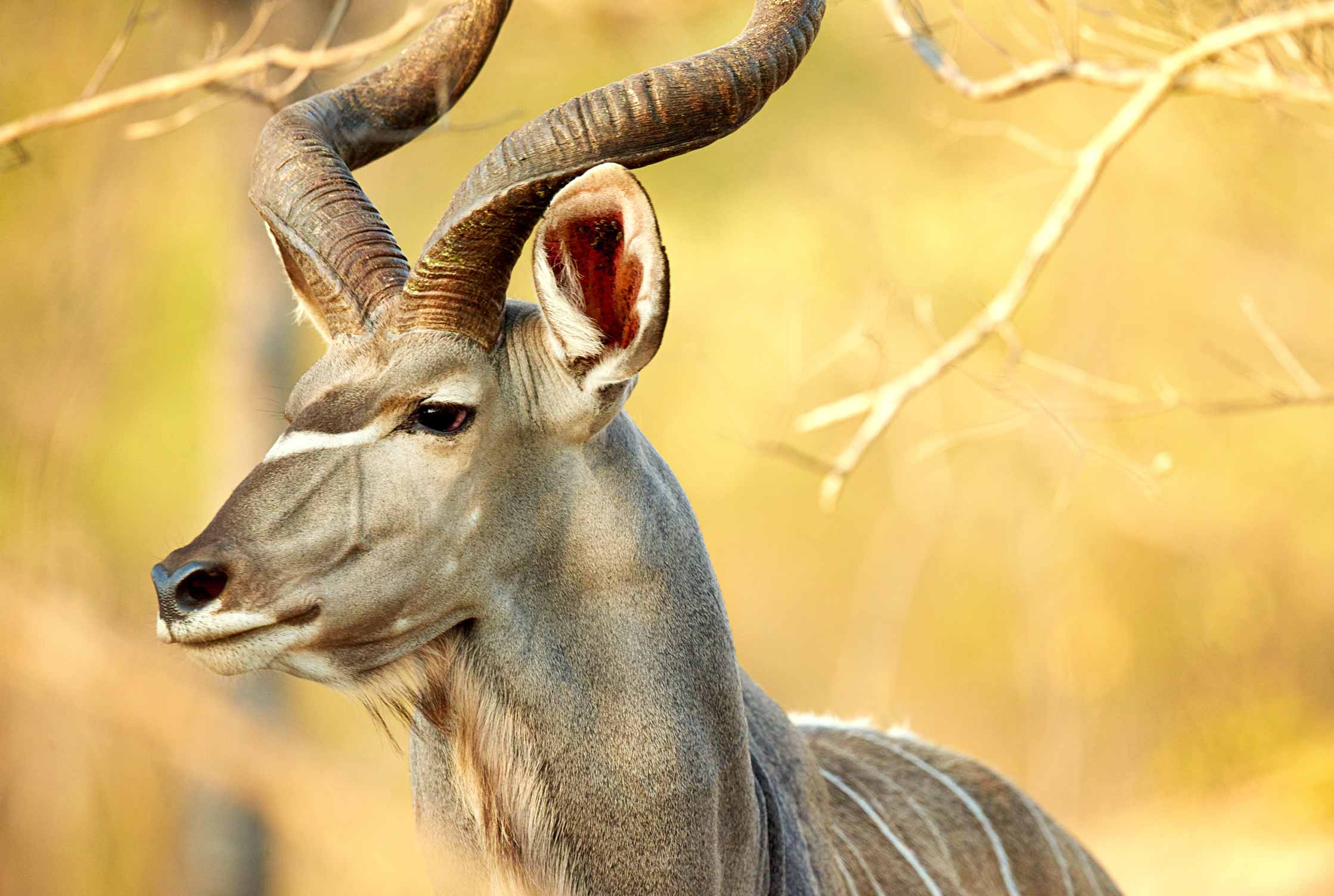 Kudu