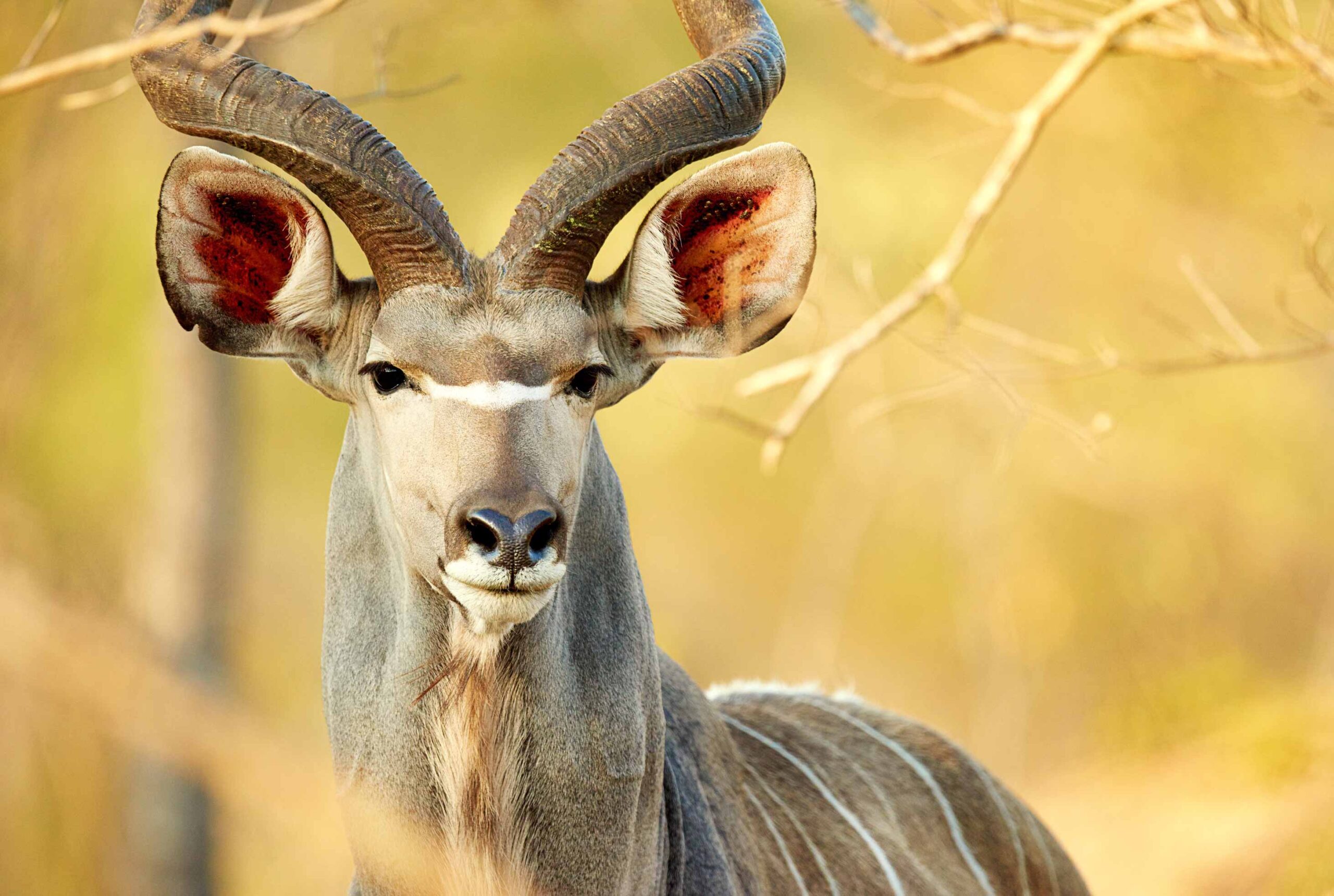 Kudu