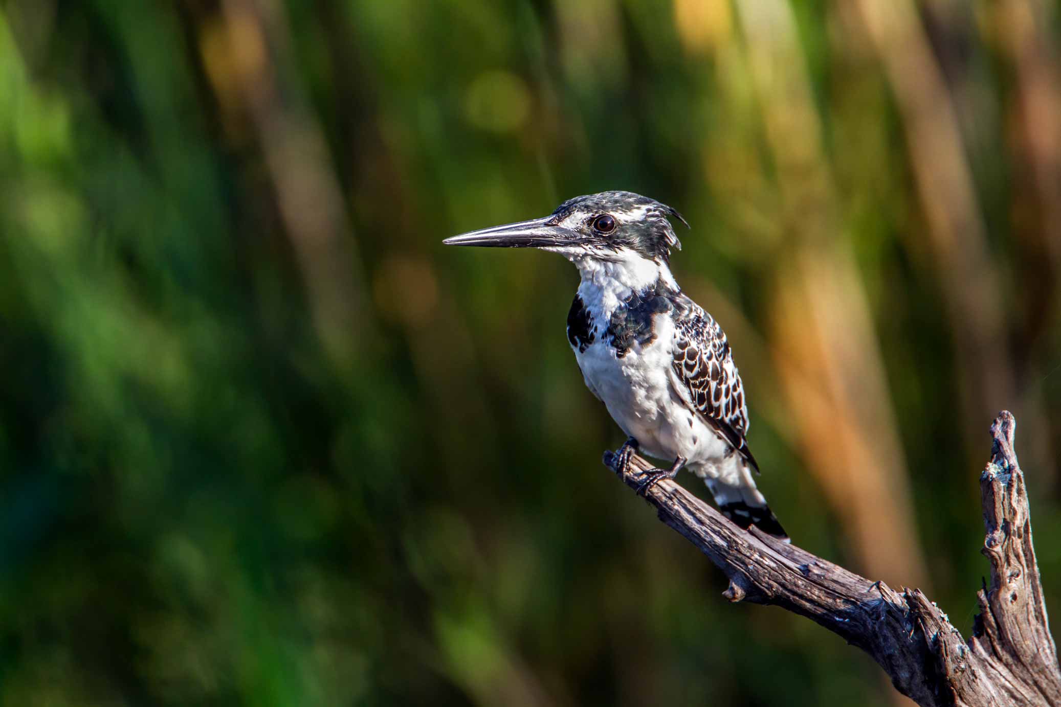 Pied Kingfisher