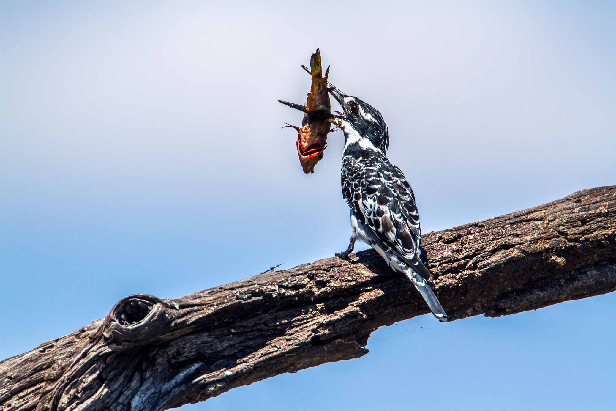 Pied Kingfisher