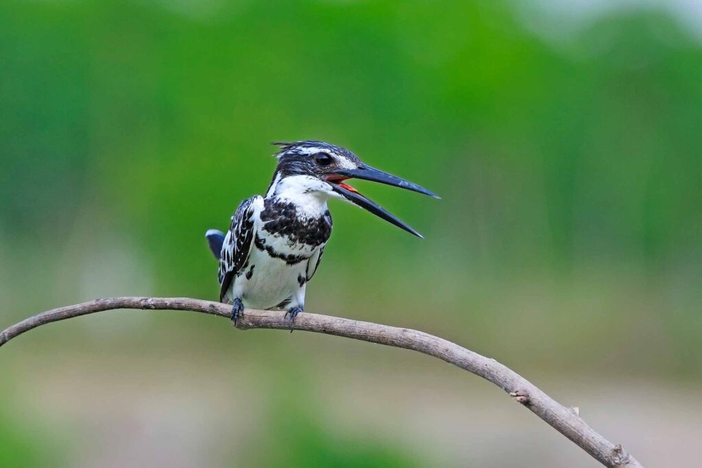 Pied Kingfisher