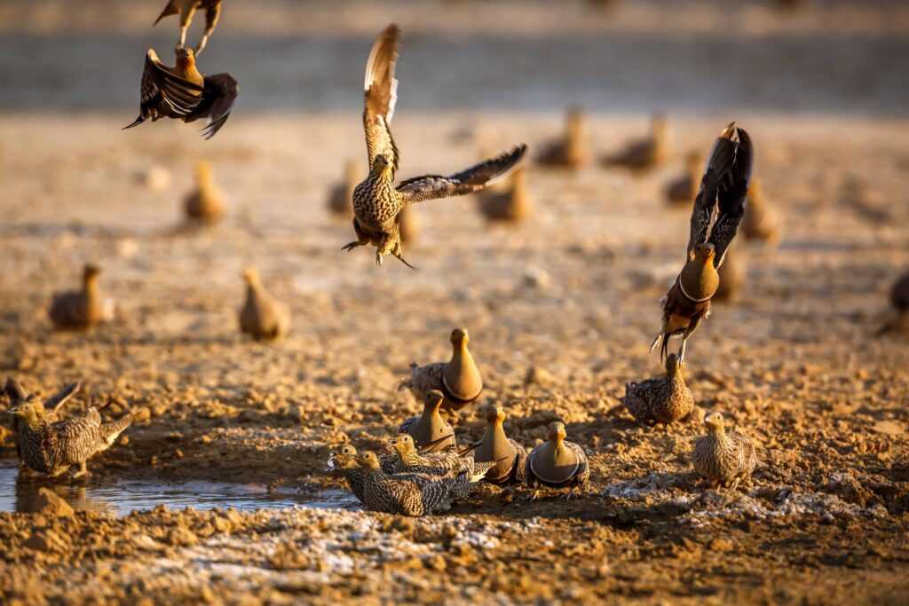 The Birds of Africa: A Birder’s Guide