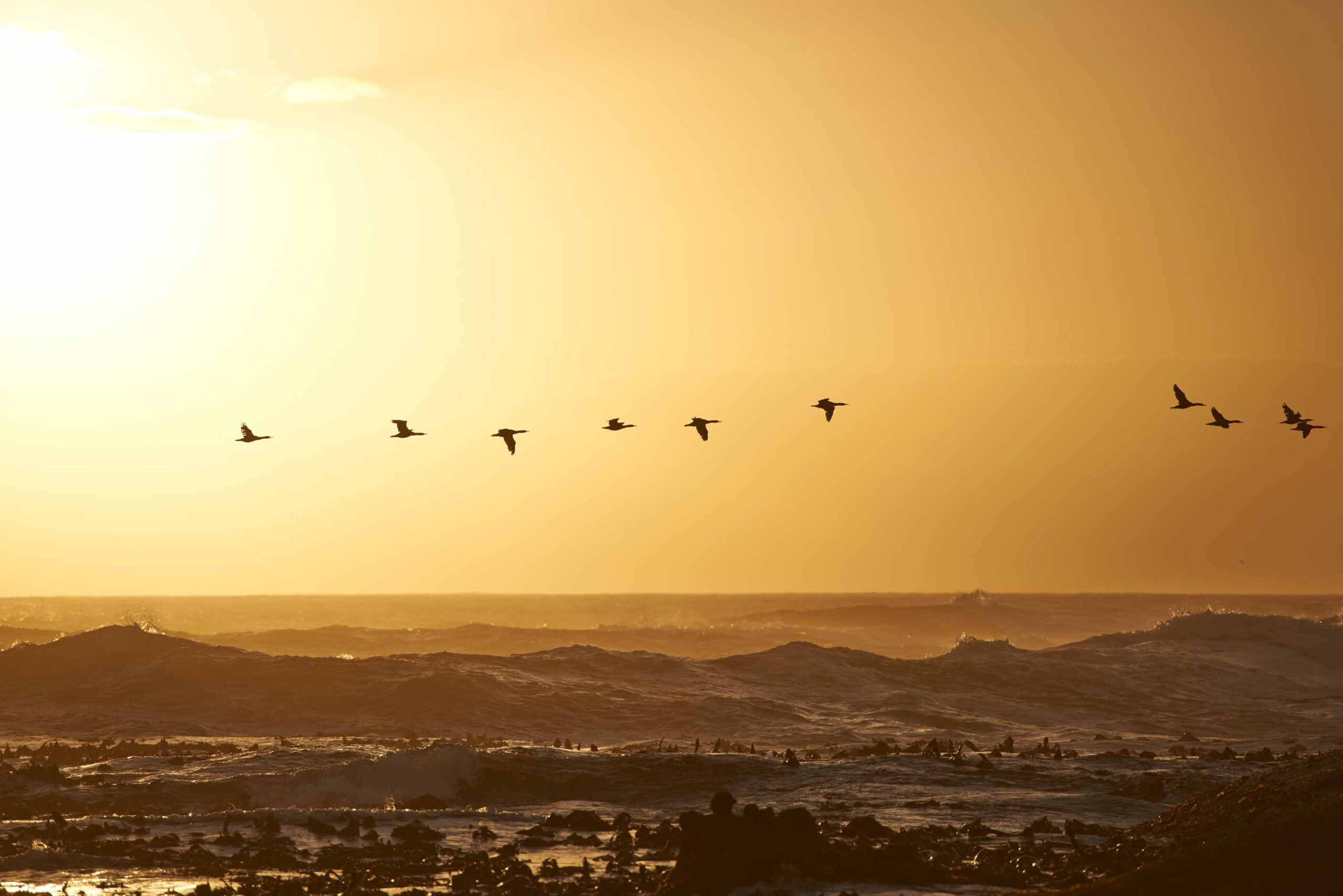 The Birds of Africa: A Birder’s Guide