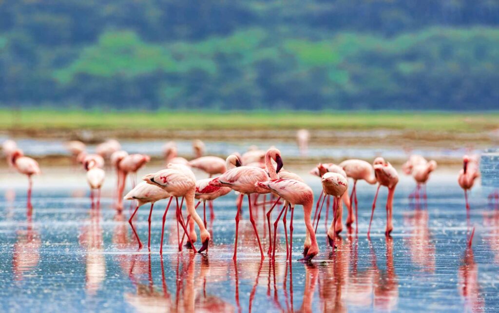 The Birds of Africa_African Flamingo