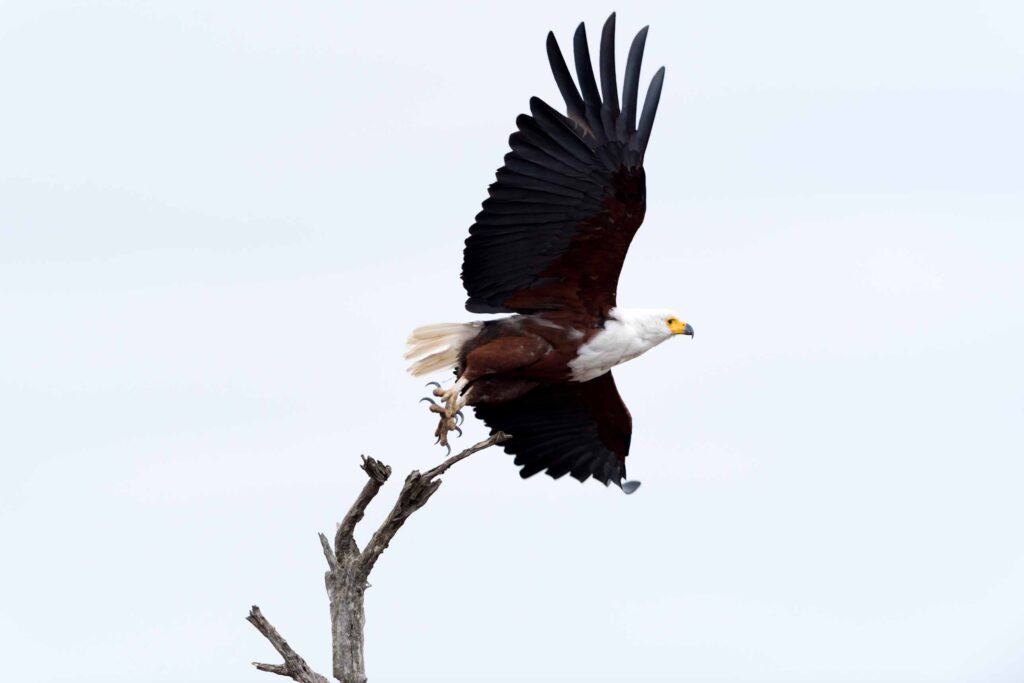 The Birds of Africa_African Fish Eagle