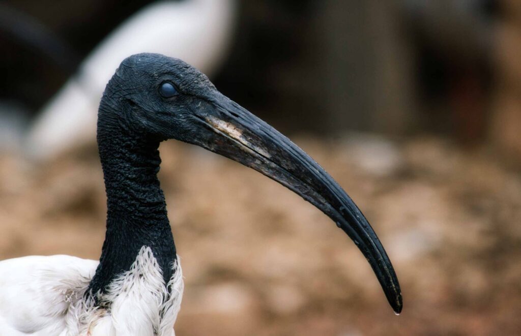 The Birds of Africa_African Sacred Ibis long-billed Bird