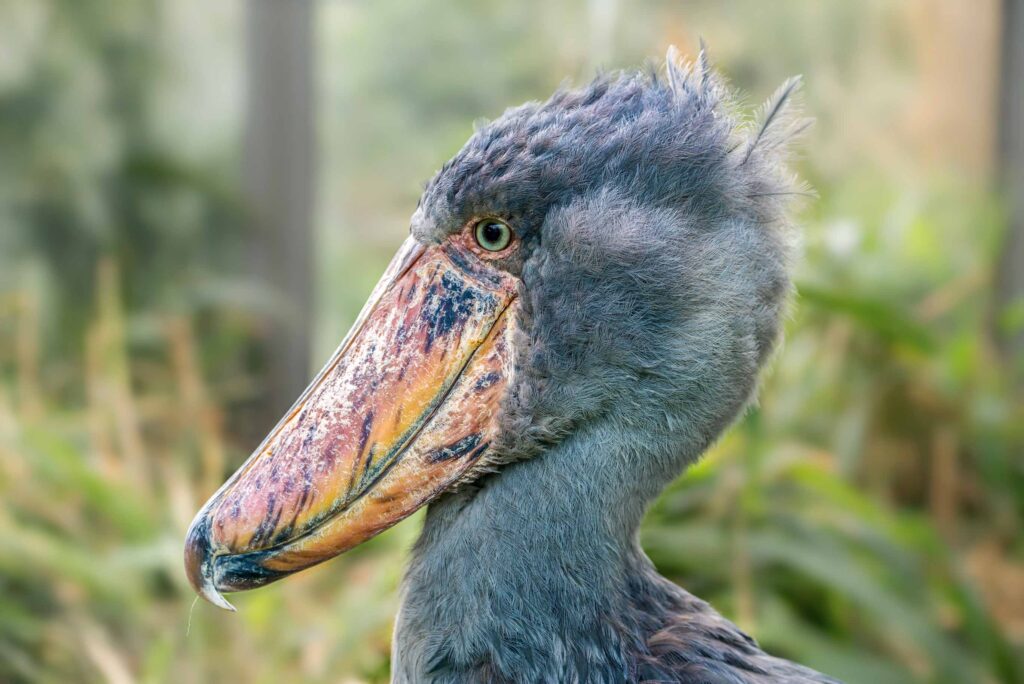 The Birds of Africa_Shoebill