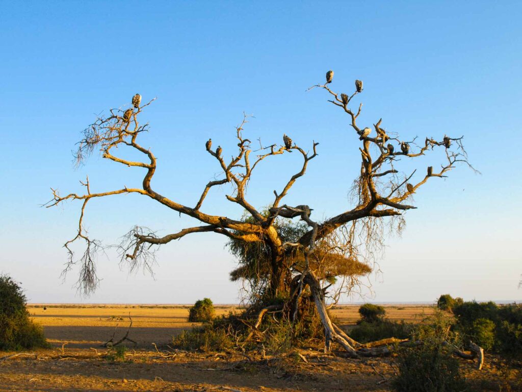 The Birds of Africa_African Vultures