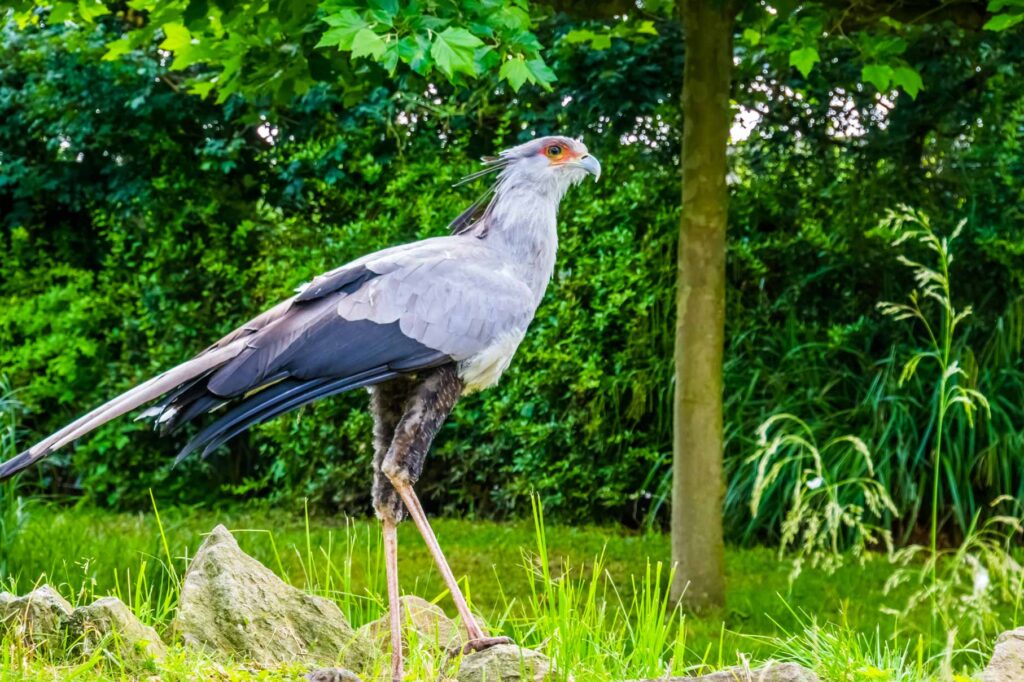 The Birds of Africa_Secretary Bird