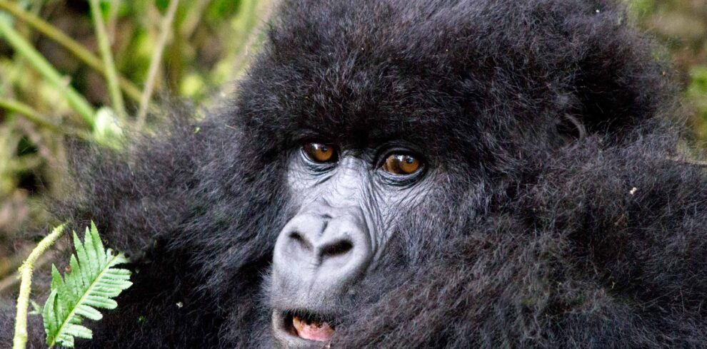 Rwanda Gorilla Trekking