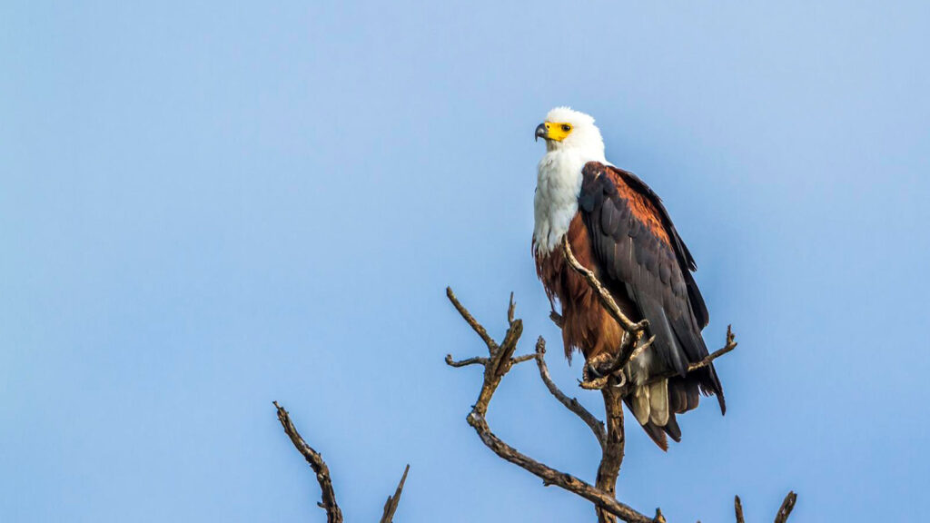 African Fish Eagle with white head and dark wings perched on a leafless branch.