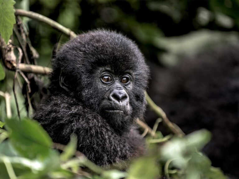 The best places to visit in Uganda
